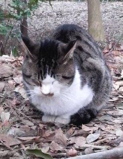 201101_nora1.jpg