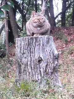201101_nora2.jpg